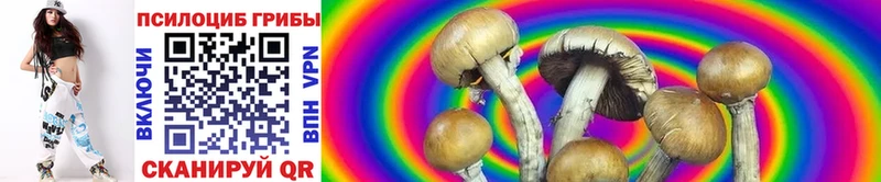 Псилоцибиновые грибы Psilocybe  Купить где  Ардон 
